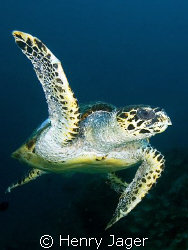 "Turtle" from Raja Ampat, West-Papua by Henry Jager 